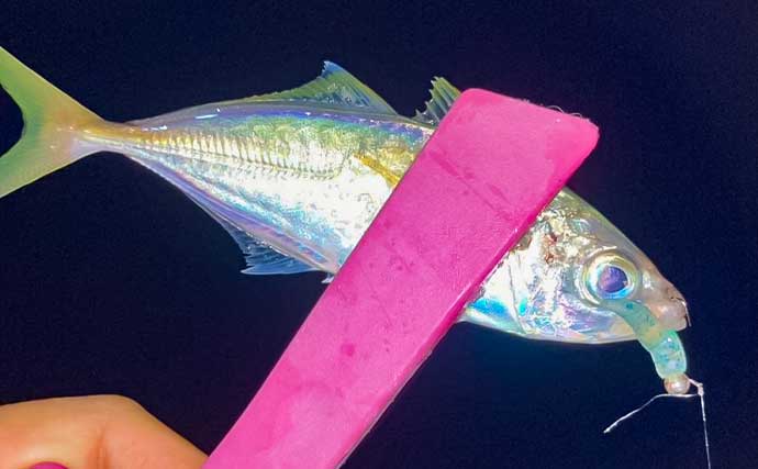 紀伊長島エリアのナイトアジングで豆アジをキャッチ！【三重】常夜灯周りで連続ヒット