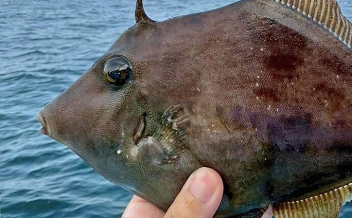 「26cm筆頭に良型続々！」石川丸でのカワハギ釣りで船中ツ抜け多数【愛知】