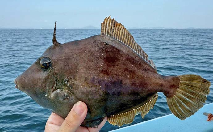 「26cm筆頭に良型続々！」石川丸でのカワハギ釣りで船中ツ抜け多数【愛知】