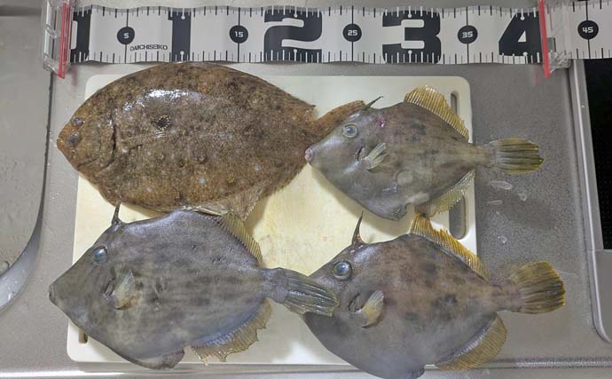 「26cm筆頭に良型続々！」石川丸でのカワハギ釣りで船中ツ抜け多数【愛知】