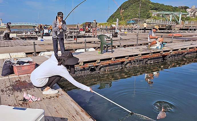「マダイ14匹に青物も！」海上釣り堀でのファミリーフィッシングで大漁【和歌山・雑賀崎シーパーク】