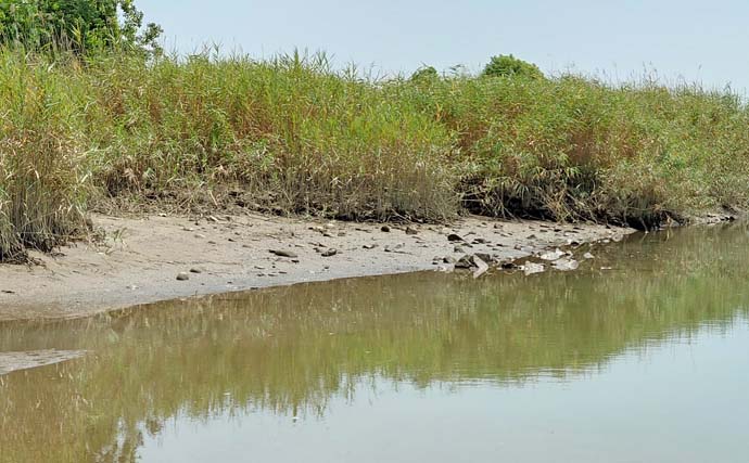 「18cmテナガエビも登場！」木曽川の親子釣行でテナガエビ38匹＆マハゼ40匹手中【愛知】