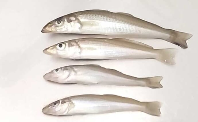 「良型シロギス続々！」遠賀川河口の投げ釣りで22cm含む20尾を手中【福岡】