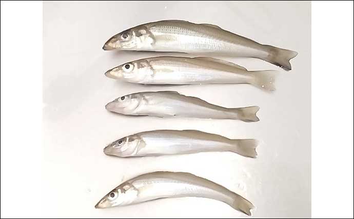 「良型シロギス続々！」遠賀川河口の投げ釣りで22cm含む20尾を手中【福岡】