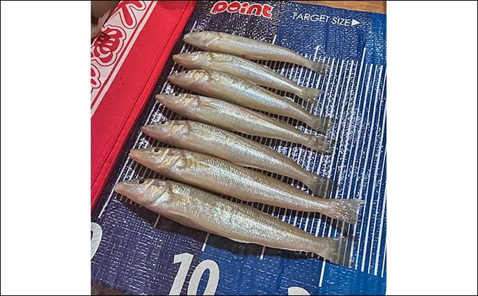 「22.5cmのデカキス好捕！」宇土マリーナ＆松島のちょい投げキス釣りで26尾キャッチ【熊本】