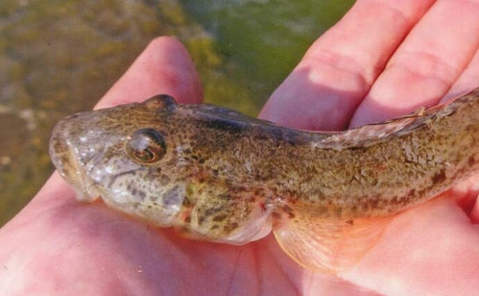 田中川河口のハゼ釣りで16.5cmを頭に38匹キャッチ！【三重】河口の階段下で好ヒット