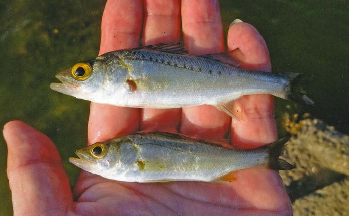 田中川河口のハゼ釣りで16.5cmを頭に38匹キャッチ！【三重】河口の階段下で好ヒット