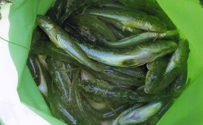 田中川河口のハゼ釣りで16.5cmを頭に38匹キャッチ！【三重】河口の階段下で好ヒット