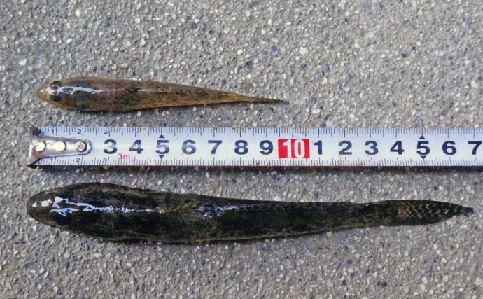 田中川河口のハゼ釣りで16.5cmを頭に38匹キャッチ！【三重】河口の階段下で好ヒット