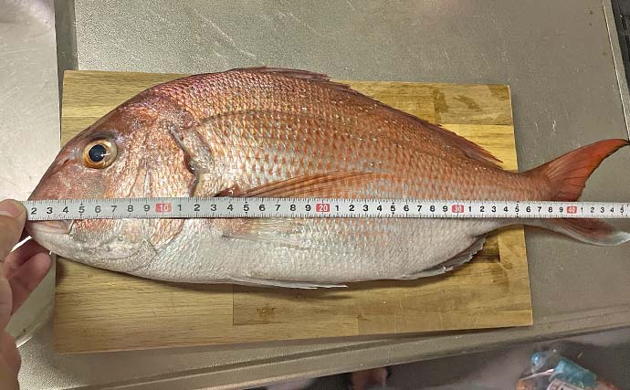 「ブリ90cm浮上！」南知多沖ジギング船でイナダ入れ食い＆マダイ47cmも【愛知】