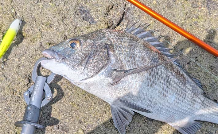 逆立ちチヌを狙い撃ち！」若宮海水浴場のトップチニングで40cm級含む5