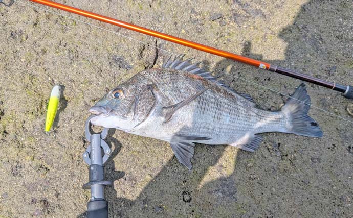 「逆立ちチヌを狙い撃ち！」若宮海水浴場のトップチニングで40cm級含む5尾キャッチ【熊本】