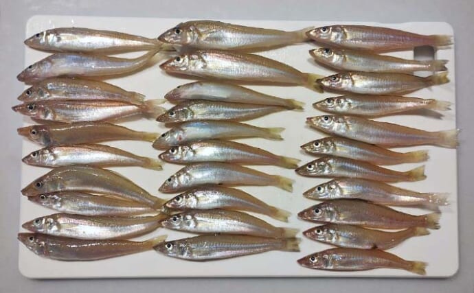 「子どもと一緒に大満足！」福間漁港海浜公園のちょい投げ釣りでキス31尾＆多彩なゲストを手中【福岡】