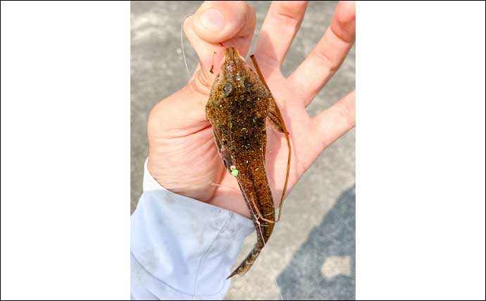 磯津漁港の投げ釣りで21cm良型含むシロギス35匹キャッチ【三重】多彩なゲストで五目も達成