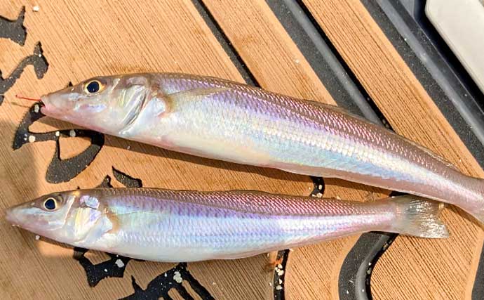 磯津漁港の投げ釣りで21cm良型含むシロギス35匹キャッチ【三重】多彩なゲストで五目も達成