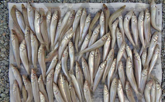 「陸っぱりでシロギス123匹！」大淀海岸の投げキス釣りで最大17cm含む束釣り達成【三重】