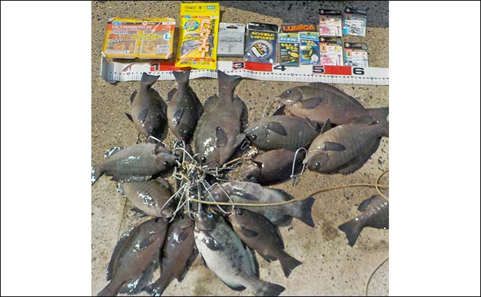 常滑港のウキダンゴ釣りでグレ30cm級を筆頭に連発！【愛知】本命クロダイは不発