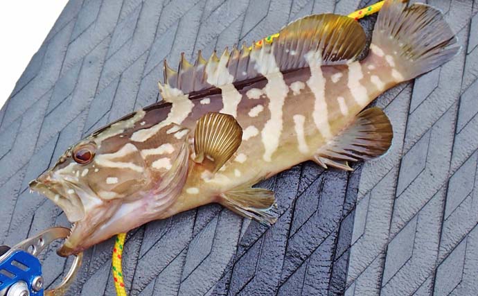 「使用ルアーは5gメタルジグのみ！」古和浦のSUPライトゲームで7魚種30匹キャッチ【三重】