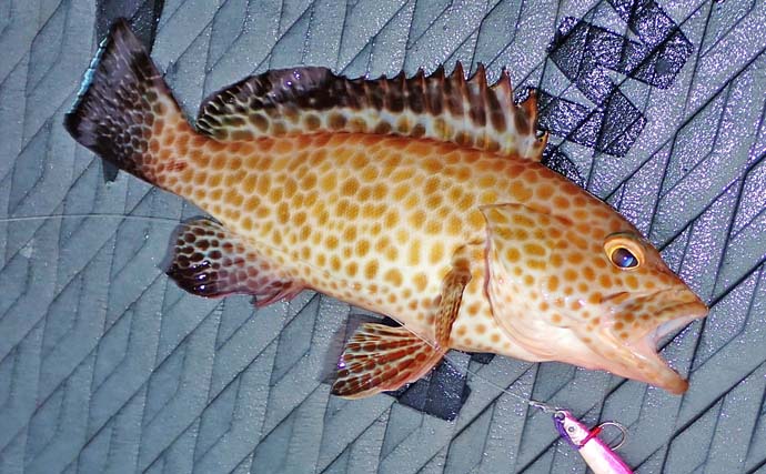 「使用ルアーは5gメタルジグのみ！」古和浦のSUPライトゲームで7魚種30匹キャッチ【三重】