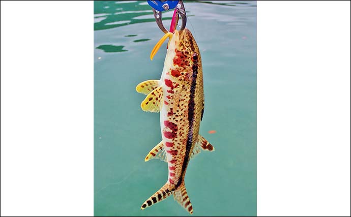 「使用ルアーは5gメタルジグのみ！」古和浦のSUPライトゲームで7魚種30匹キャッチ【三重】