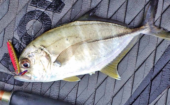 「使用ルアーは5gメタルジグのみ！」古和浦のSUPライトゲームで7魚種30匹キャッチ【三重】