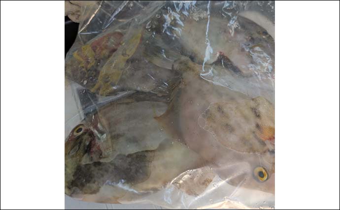 家族連れにも人気の脇田海釣り桟橋でカワハギ4尾キャッチ【福岡】五目釣りも達成