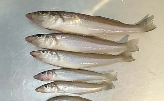 福間漁港海浜公園のシロギス釣りで最長20cm含む50尾を手中【福岡】3色ラインで連掛けヒット