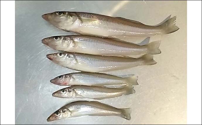 福間漁港海浜公園のシロギス釣りで最長20cm含む50尾を手中【福岡】3色ラインで連掛けヒット