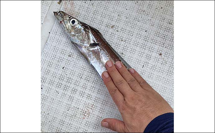 タチウオテンヤ釣りで指幅4本サイズ含む12尾を手中【福岡】デッドスローただ巻きで攻略