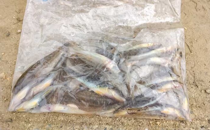 木曽川のチョイ投げ釣りでハゼ30匹をキャッチ！【愛知】ゲストにセイゴやヒイラギも登場