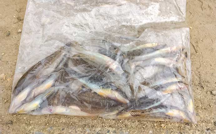 木曽川のチョイ投げ釣りでハゼ30匹をキャッチ！【愛知】ゲストにセイゴやヒイラギも登場