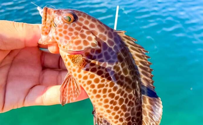 「漁港や河川をランガン！」ライトソルトゲームでメッキやハタなど多彩な魚種がヒット【三重】