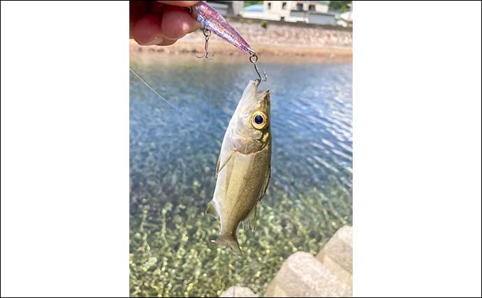 「漁港や河川をランガン！」ライトソルトゲームでメッキやハタなど多彩な魚種がヒット【三重】