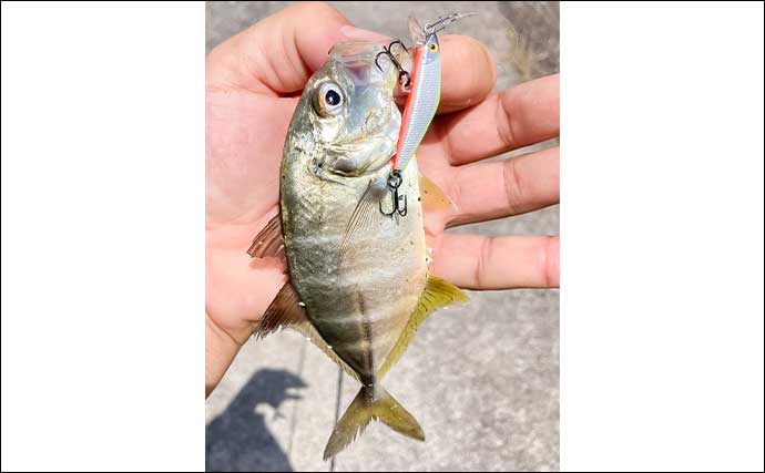 「漁港や河川をランガン！」ライトソルトゲームでメッキやハタなど多彩な魚種がヒット【三重】