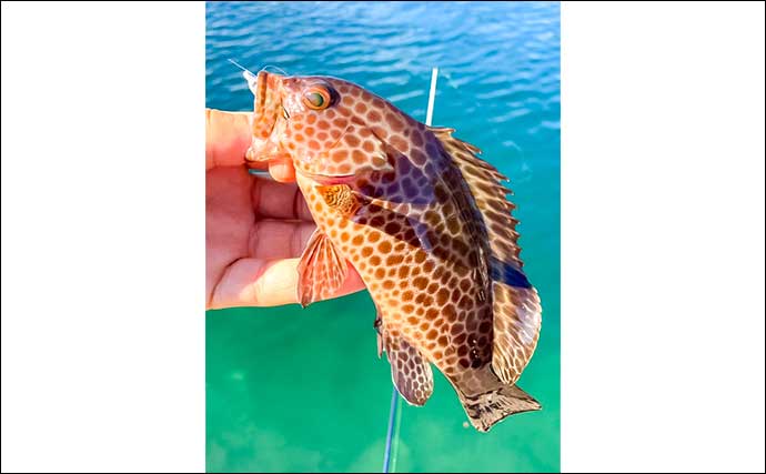 「漁港や河川をランガン！」ライトソルトゲームでメッキやハタなど多彩な魚種がヒット【三重】