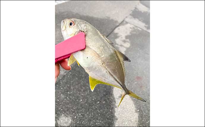 「漁港や河川をランガン！」ライトソルトゲームでメッキやハタなど多彩な魚種がヒット【三重】