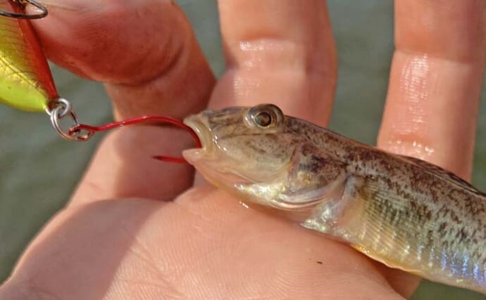秋の長島川で挑む短時間ハゼクラ釣行【三重】婚姻色のハゼがリアクションでヒット！