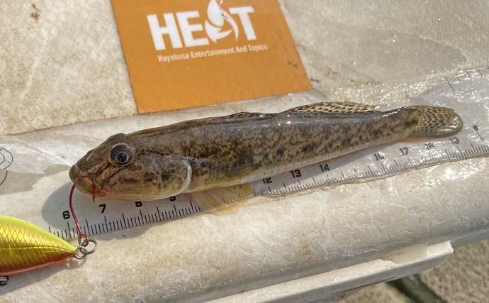 秋の長島川で挑む短時間ハゼクラ釣行【三重】婚姻色のハゼがリアクションでヒット！