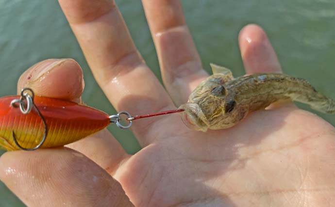 秋の長島川で挑む短時間ハゼクラ釣行【三重】婚姻色のハゼがリアクションでヒット！