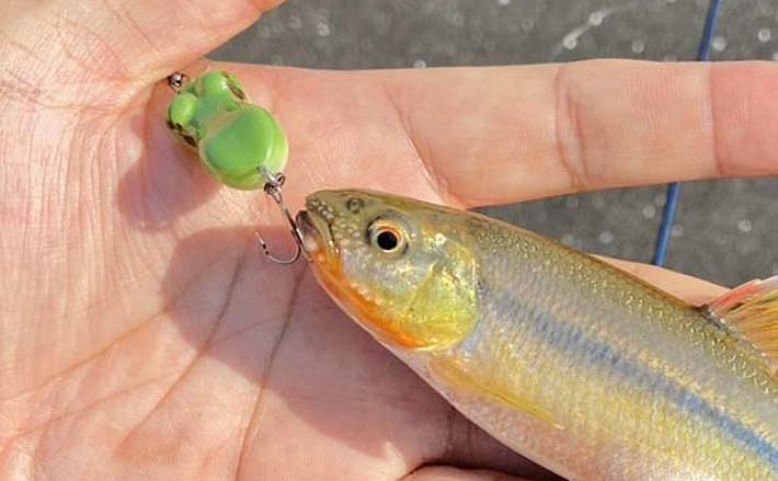 カワムツ釣るのにトップウォータープラグ？」実際にやってみたら大成功