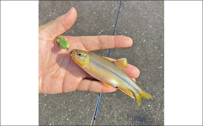 「カワムツ釣るのにトップウォータープラグ？」実際にやってみたら大成功！【三重】
