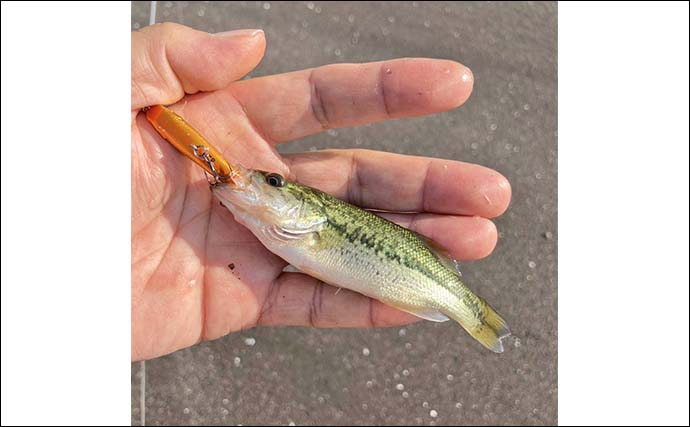 「カワムツ釣るのにトップウォータープラグ？」実際にやってみたら大成功！【三重】