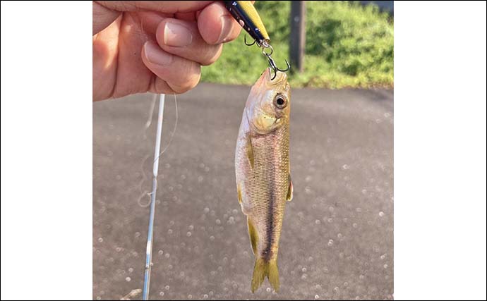 「カワムツ釣るのにトップウォータープラグ？」実際にやってみたら大成功！【三重】