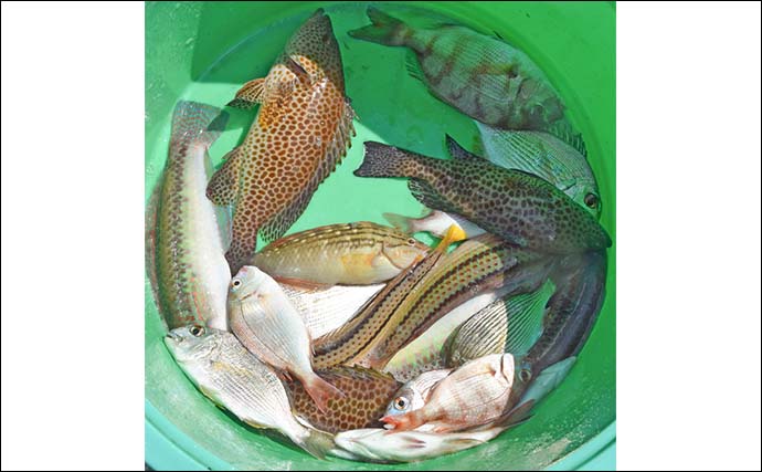 南伊勢エリアのイカダでファミリーフィッシング【三重】多彩な魚がヒットして五目釣り達成！