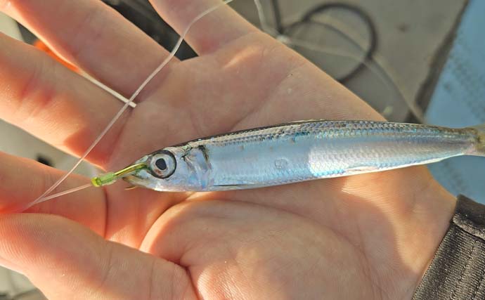 シーズン初の船落とし込み釣りで8kg級ヒラマサを手中【佐賀】微風快晴の好条件で大型ヒット