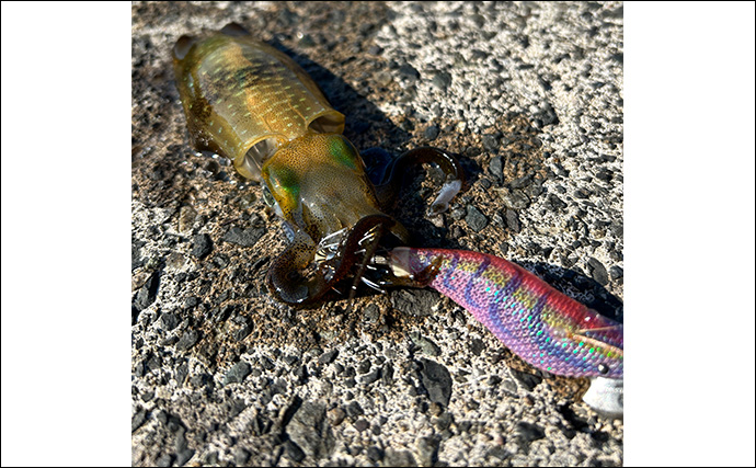 越前海岸で秋エギングが開幕！【福井】新子アオリイカ3匹キャッチに成功
