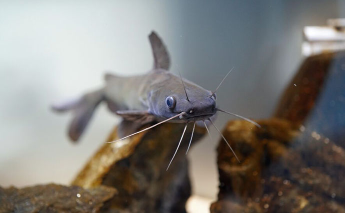 「実は水中は魚の鳴き声で賑やか？」音でコミュニケーションをとる【発音魚】が鳴く理由