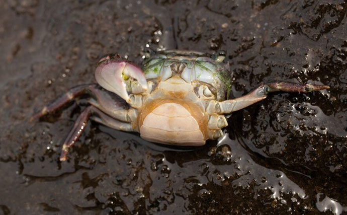 強制的に性転換させてしまう寄生虫『フクロムシ』　繁殖能力を奪うことが目的
