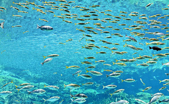 意外と知らない「魚が群れを作る理由」　行き先は群れの中の5％の魚が決めている？