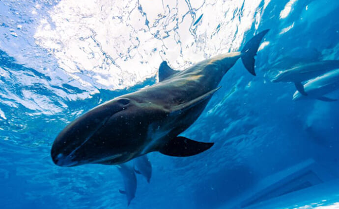 【イルカとクジラの違い】は全長が4m以上かどうか　分類上は同じ仲間で違いは大きさだけ